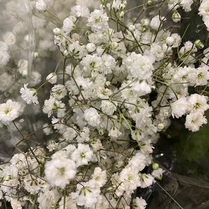 Meet your Posher, Jennie